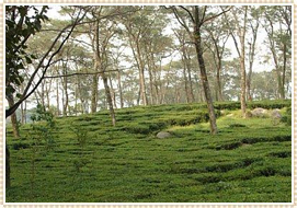 Dharamshala Tours